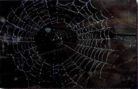 A spider's web covered in tiny drops of water.