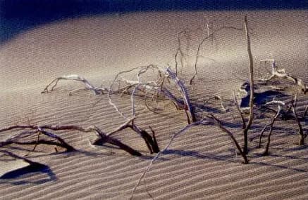 A desert with sand dunes and dead, dry trees.