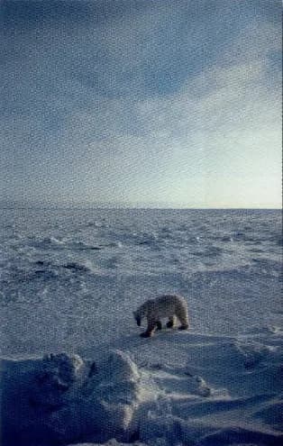 A polar bear walking on ice in the Arctic.