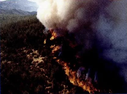 A forest fire with dark smoke rising over the trees.